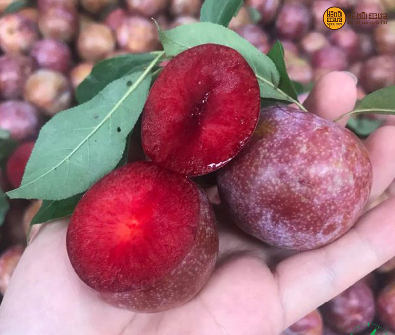 o-mai-man-moc-chau-100-tu-nhien-01