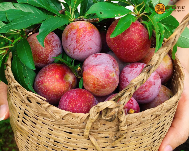 o-mai-man-moc-chau-100-tu-nhien-ha-noi-xua