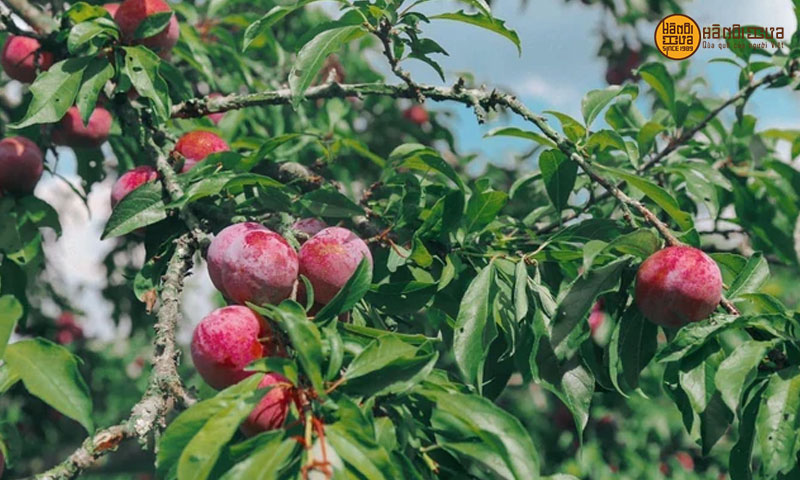 o-mai-man-moc-chau-100-tu-nhien