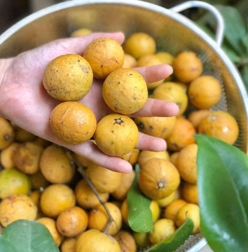 o-mai-sau-chin-deo-ha-noi-xua